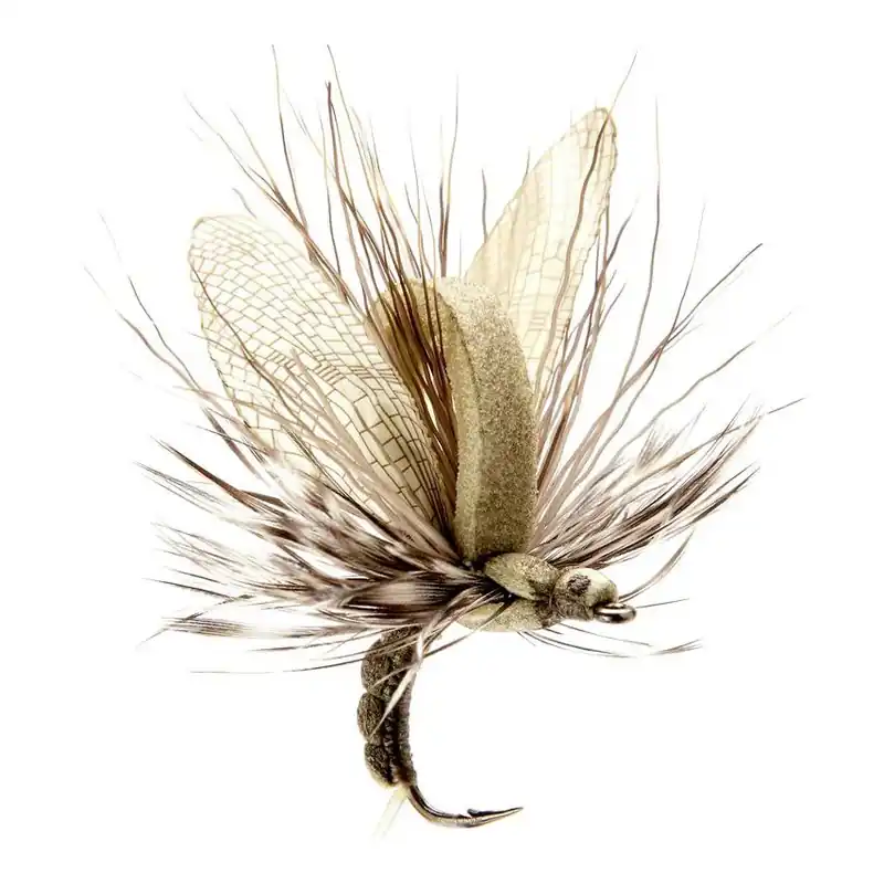 Seulement Aujourd&rsquo;hui J son Émergent de mouche de mai