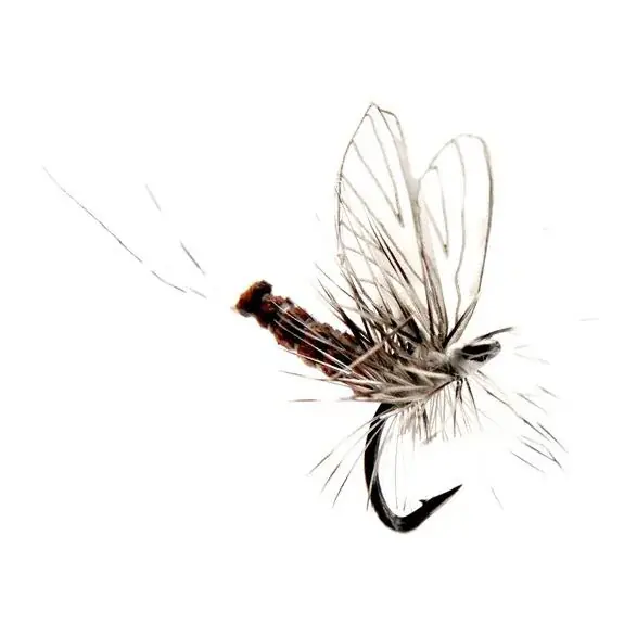 Remise J son Mouche de mai Dun